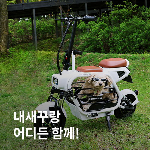 내새꾸랑 어디든 함께!
